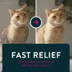CAPSTAR® (nitenpyram) Oral Flea Treatment for Cats - 6 Doses - Image 6