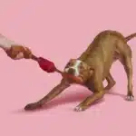 Lickin’ Links Plush Tug Dog Toy - Image 6