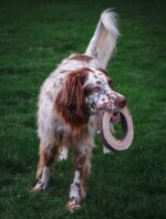 Natural Leather Ring Dog Toy - Image 6