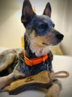 Natural Leather & Wool Bone Tug Dog Toy - Image 6