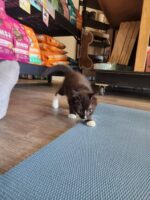 August 14th Kitten Yoga - Image 3