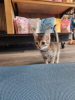 August 14th Kitten Yoga - Image 2