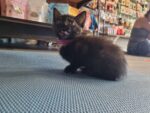 August 14th Kitten Yoga - Image 8