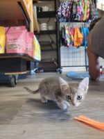 August 14th Kitten Yoga - Image 7