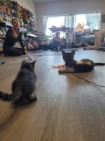 August 14th Kitten Yoga - Image 9