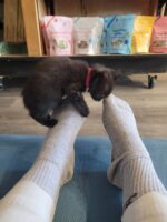August 14th Kitten Yoga - Image 6