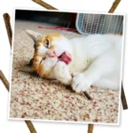 Silvervine Sticks - Image 4