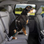 Direct to Seatbelt Swivel Tether - Image 4