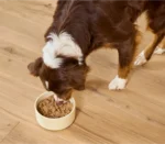 Goodbowl™ Harvest Chicken & Salmon Pâté for Dogs - Image 4