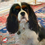 Chicken Au Frommage® Recipe Dry Dog Food - Image 9