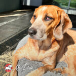 Four-Star Hasen Duckenpfeffer® Dry Dog Food - Image 10
