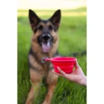 Messy Mutts Dog Bowl Feeder Collapsible Silicone Medium 3 Cup - Image 9