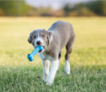Puppy Goodie Bone Treat Dispensing Puppy Toy, Color Varies - Image 3