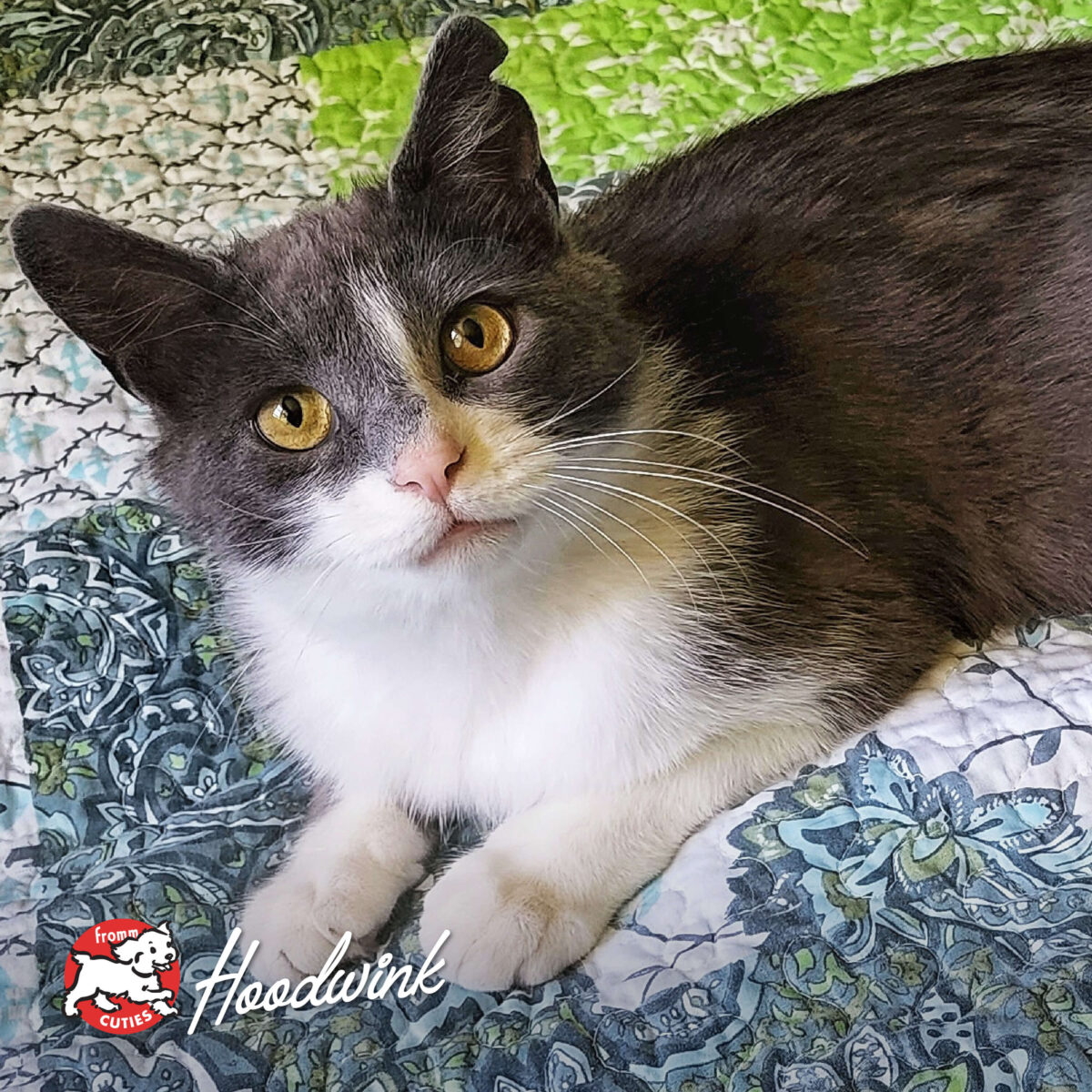Four-Star Salmon Tunachovy® Recipe Dry Cat Food - Image 9