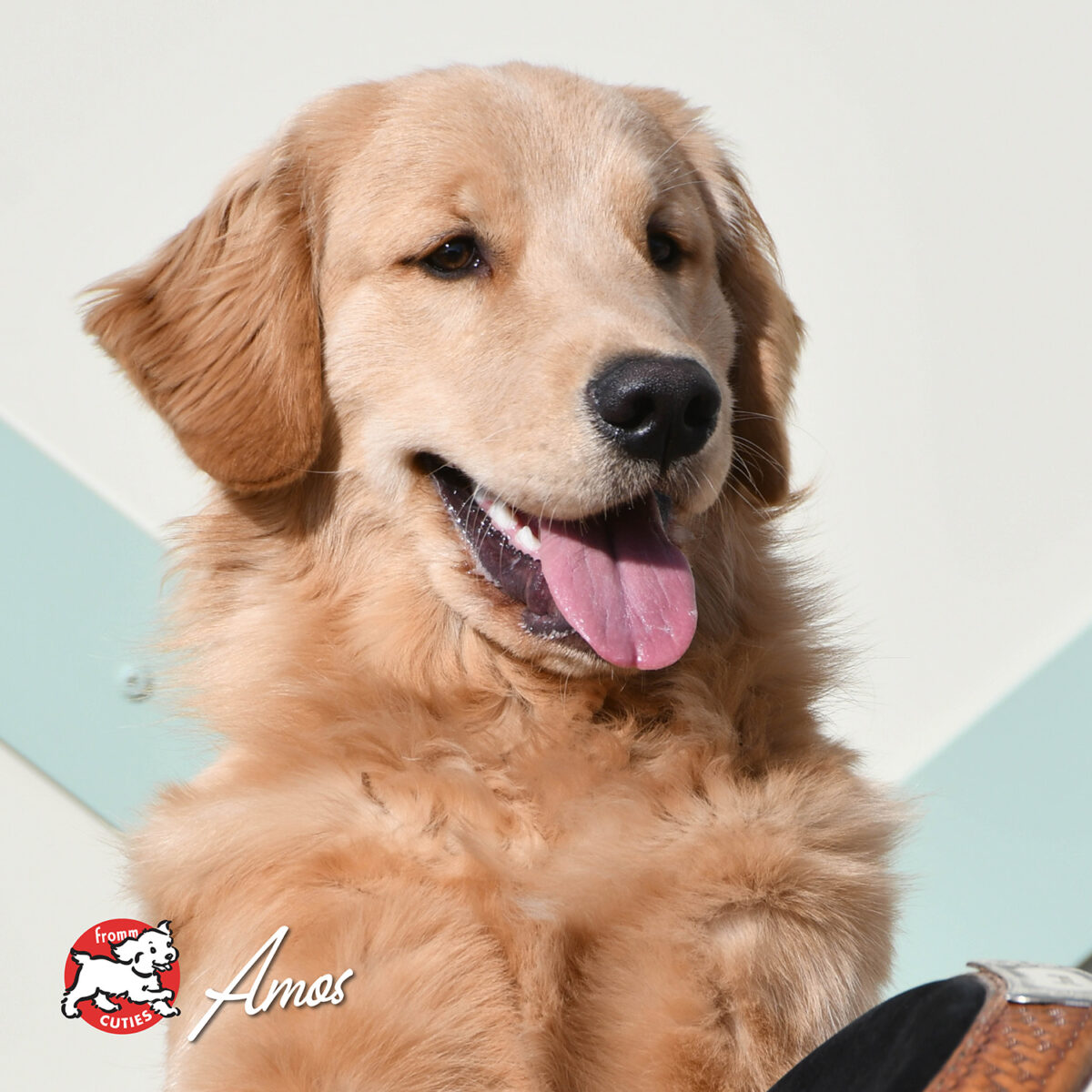 Four-Star Surf & Turf Recipe Dry Dog Food - Image 10
