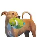 Consuela the Cactus Green Plush Dog Toy - Image 2