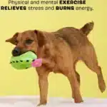 Consuela the Cactus Green Plush Dog Toy - Image 4