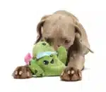 Consuela the Cactus Green Plush Dog Toy - Image 11